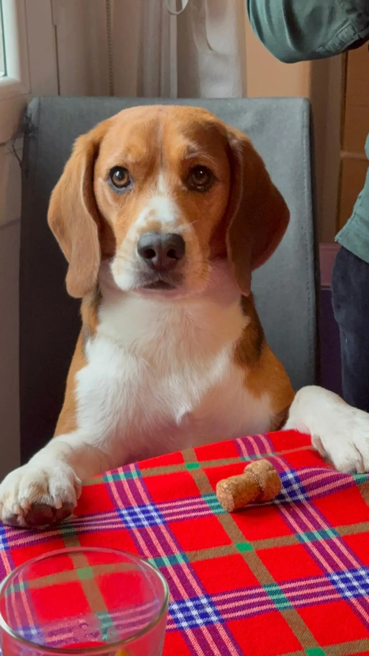 Foto original de mascota